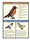 'Backyard Birding for Kids' Book