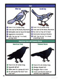 'Backyard Birding for Kids' Book