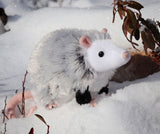 *NEW* Douglas Toys Oliver Possum Plush