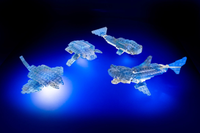 Laser Pegs Multi-Models 4-in-1 Hammerhead