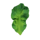Oli & Carol Teethers - Kendall the Kale