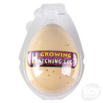 *FINAL SALE* Growing Turtle Eggs